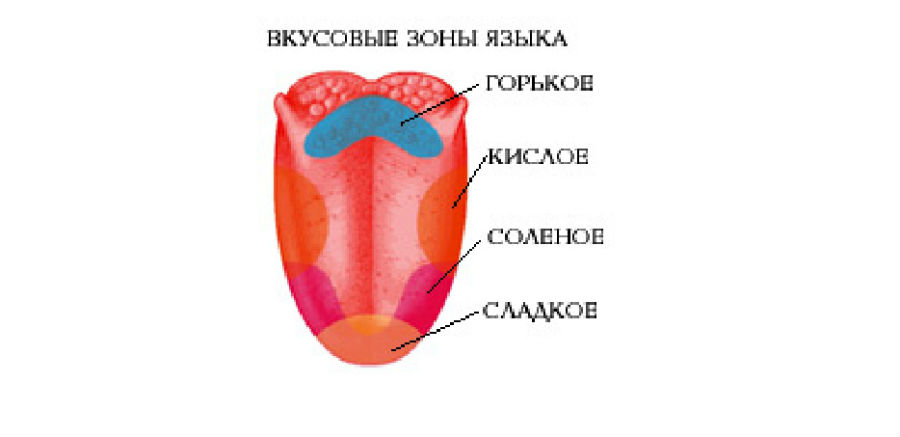 Зона языка отмеченная на рисунке цифрой 2